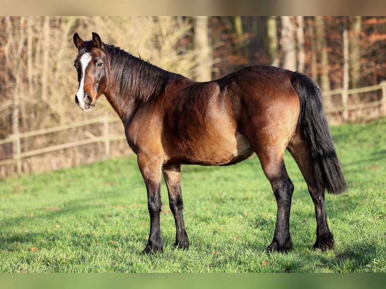 Welsh-D Merrie  Buckskin in Kirchlengern