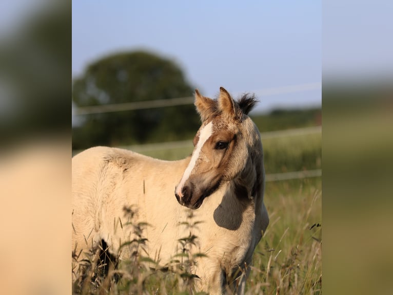 Welsh-D Merrie  Buckskin in Kirchlengern