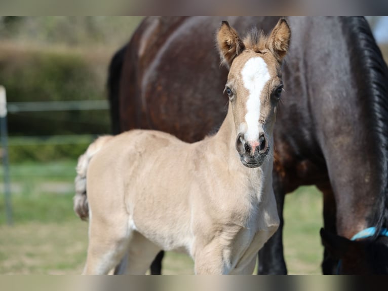Welsh-D Merrie  Buckskin in Kirchlengern