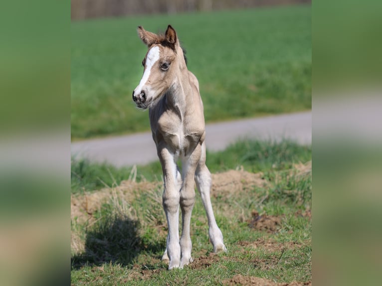 Welsh-D Merrie  Buckskin in Kirchlengern