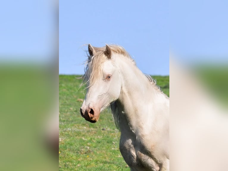 Welsh-D Merrie  Buckskin in Kirchlengern