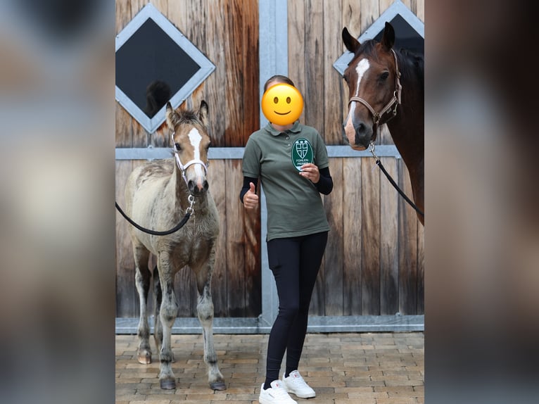 Welsh-D Merrie  Buckskin in Kirchlengern