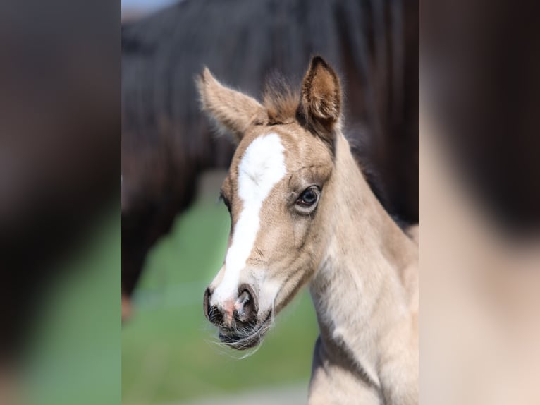 Welsh-D Merrie  Buckskin in Kirchlengern