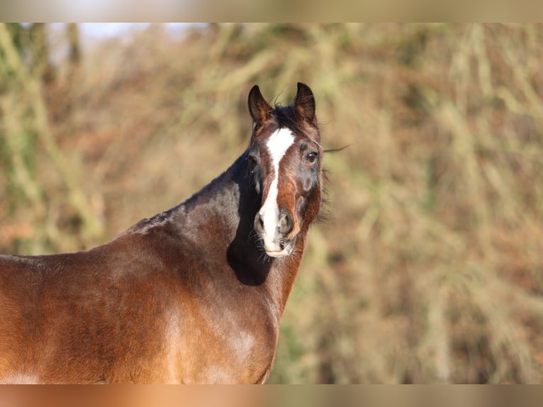 Welsh-D Merrie  Buckskin in Kirchlengern