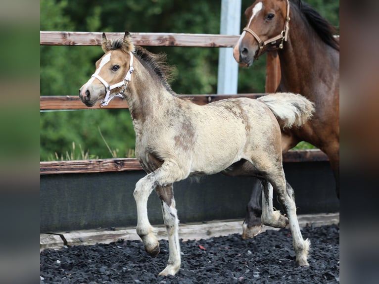 Welsh-D Merrie  Buckskin in Kirchlengern