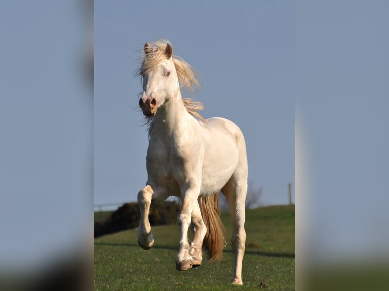Welsh-D Merrie  Buckskin in Kirchlengern