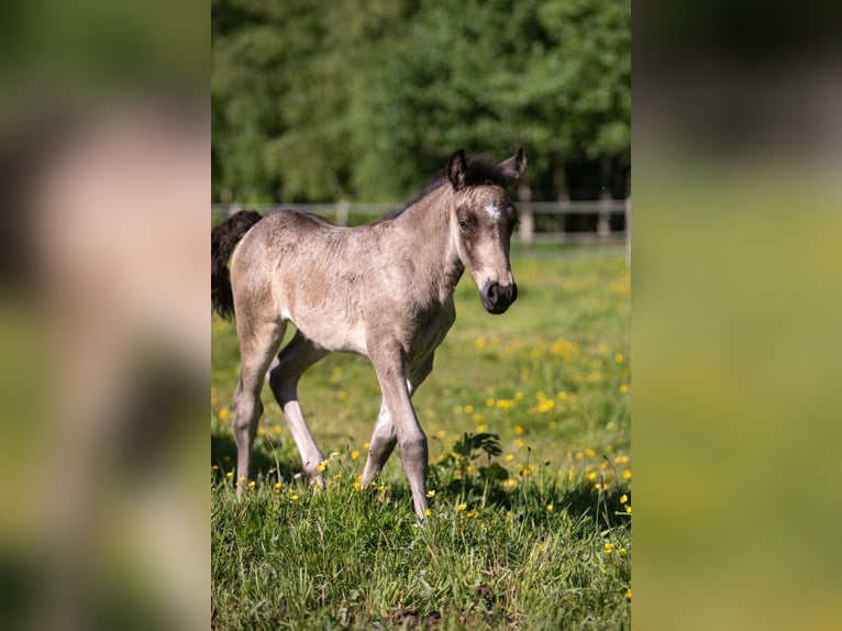 Welsh-D Merrie Veulen (05/2026) Buckskin in Aurich