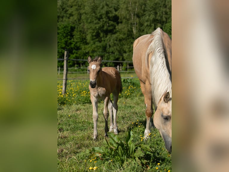 Welsh-D Merrie Veulen (05/2026) Buckskin in Aurich