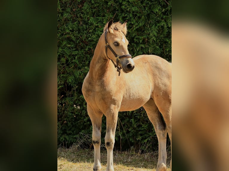 Welsh-D Merrie Veulen (04/2026) Buckskin in Meinhard