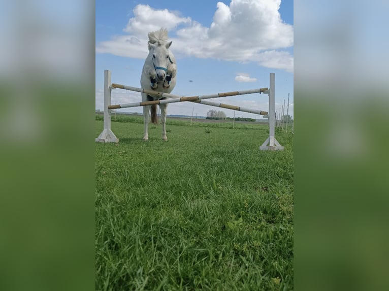 Welsh-D Mix Ruin 10 Jaar 135 cm Schimmel in Bratislava