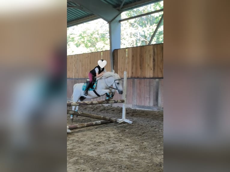 Welsh-D Mix Ruin 10 Jaar 135 cm Schimmel in Bratislava