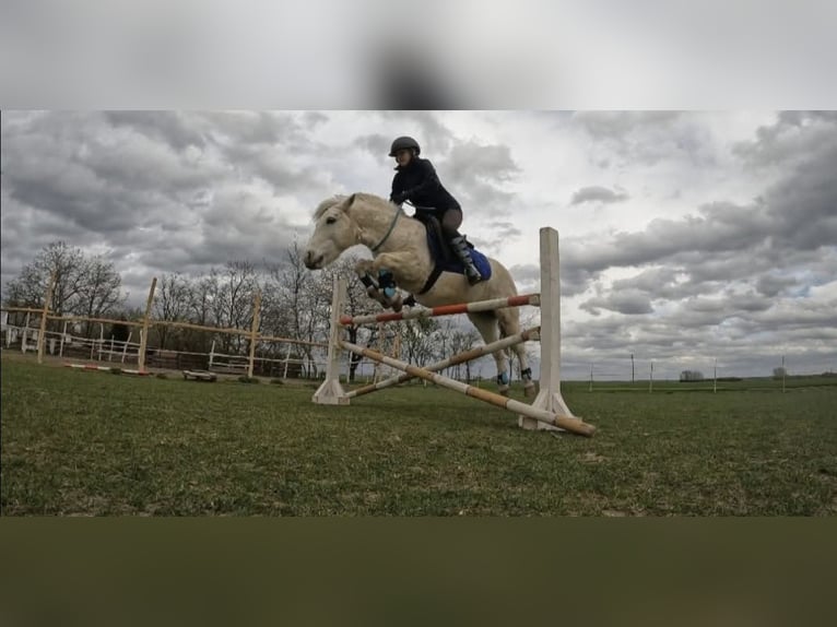 Welsh-D Mix Ruin 10 Jaar 135 cm Schimmel in Bratislava