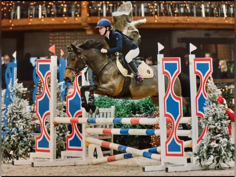 Welsh-D Ruin 10 Jaar 144 cm Bruin in Colfontaine