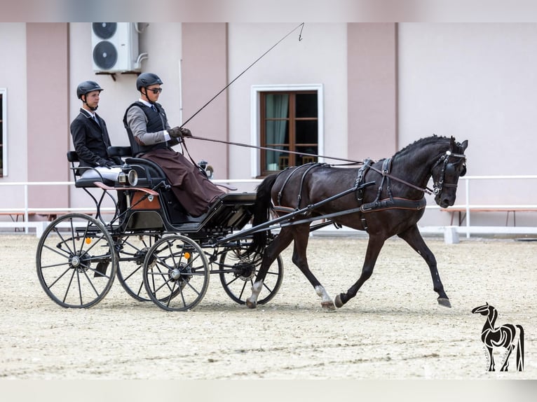 Welsh-D Mix Ruin 10 Jaar 146 cm Zwart in Golina Wielka