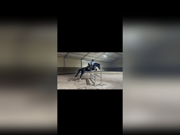 Welsh-D Mix Ruin 10 Jaar 146 cm Zwart in Golina Wielka