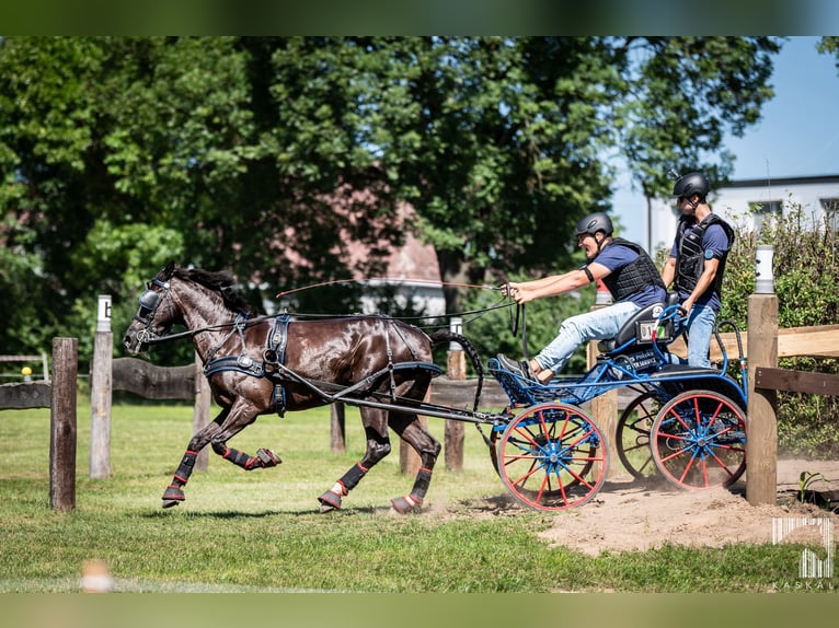 Welsh-D Mix Ruin 10 Jaar 146 cm Zwart in Golina Wielka