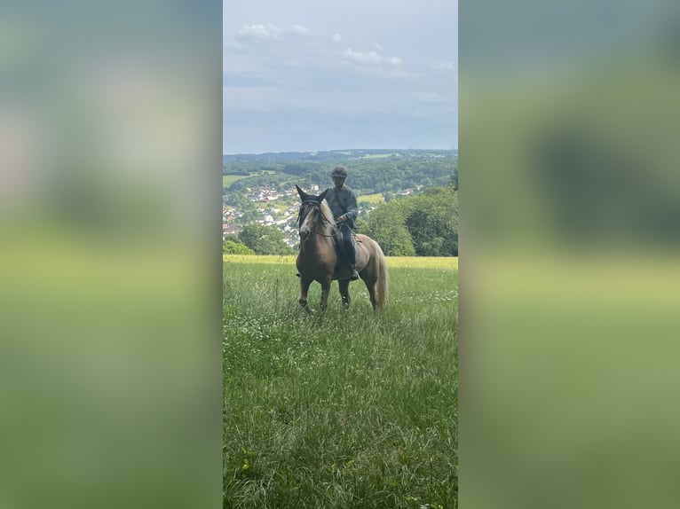 Welsh-D Ruin 10 Jaar 150 cm Palomino in Eitorf