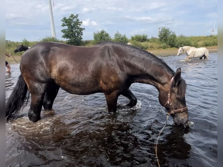Welsh-D Ruin 10 Jaar 152 cm Donkerbruin in Saterland