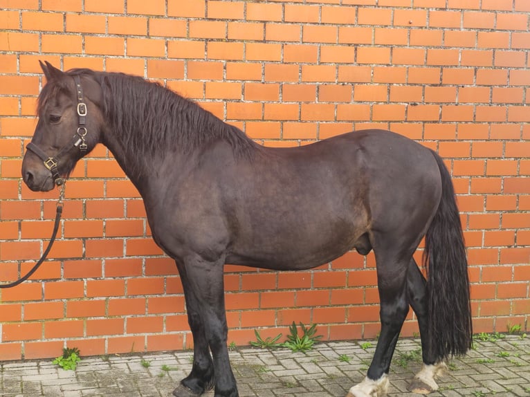 Welsh-D Ruin 10 Jaar 153 cm Donkerbruin in Friesoythe