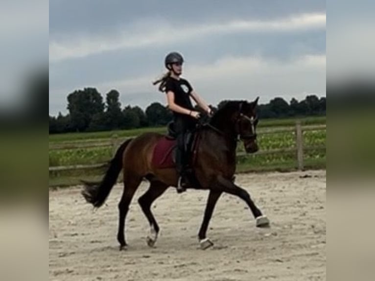 Welsh-D Ruin 11 Jaar 155 cm Bruin in Assen