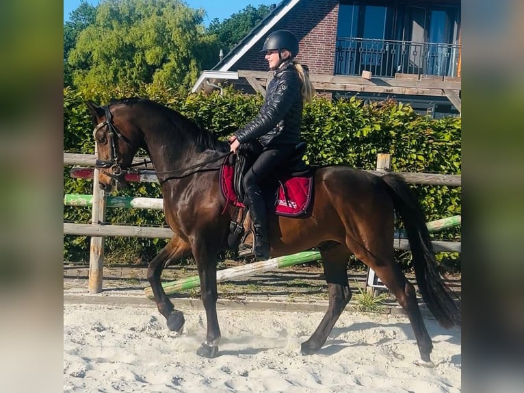 Welsh-D Ruin 11 Jaar 155 cm Bruin in Assen