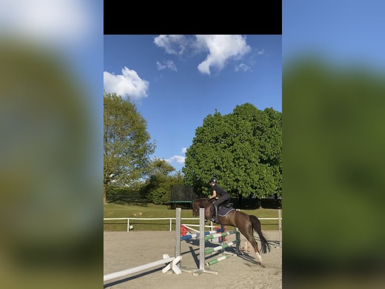 Welsh-D Ruin 12 Jaar 142 cm Donkere-vos in Perg