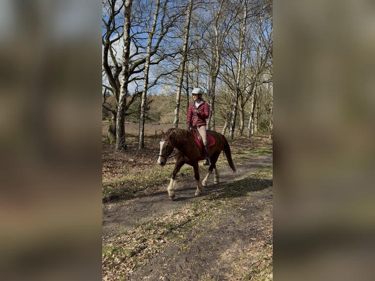 Welsh-D Ruin 12 Jaar 148 cm Vos in Anderen