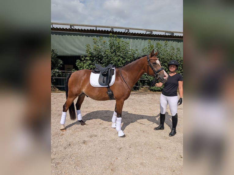 Welsh-D Ruin 12 Jaar 152 cm Bruin in Geldern