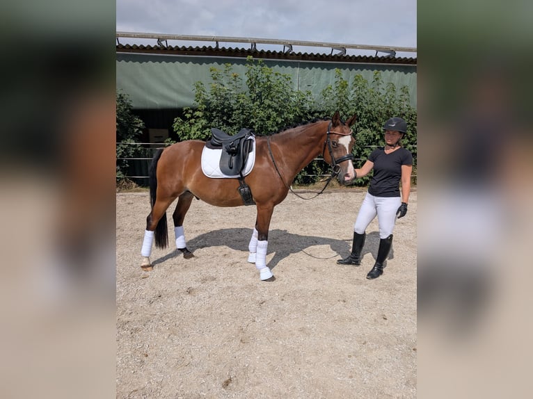 Welsh-D Ruin 12 Jaar 152 cm Bruin in Geldern