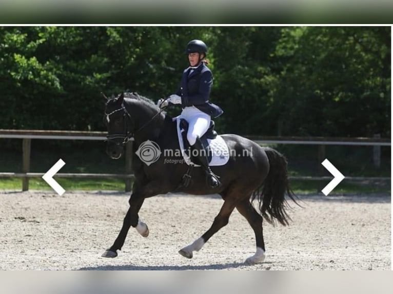 Welsh-D Ruin 12 Jaar 153 cm Zwart in Vragender