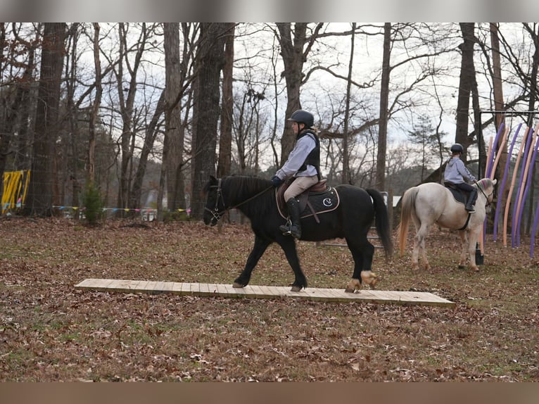 Welsh-D Mix Ruin 13 Jaar 117 cm Zwart in Clover