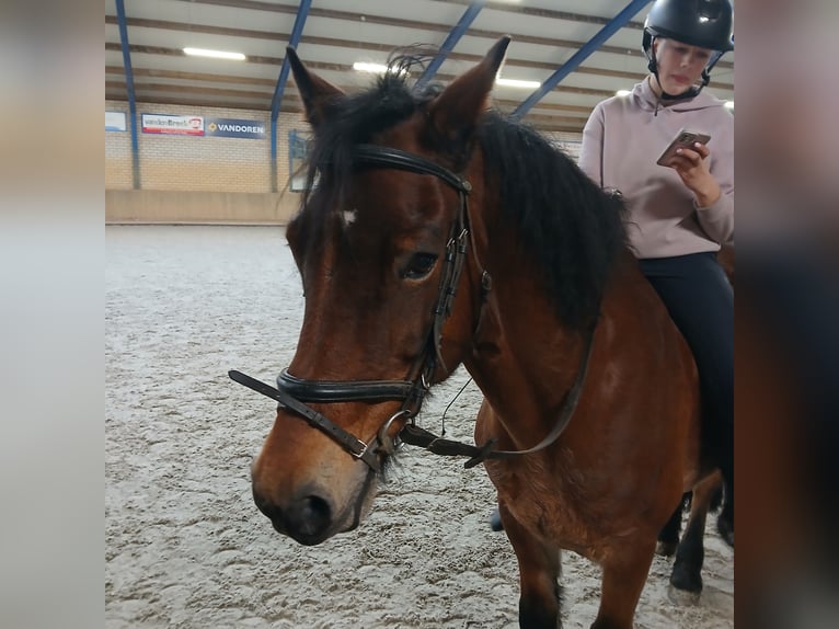 Welsh-D Ruin 13 Jaar 147 cm Bruin in Odiliapeel