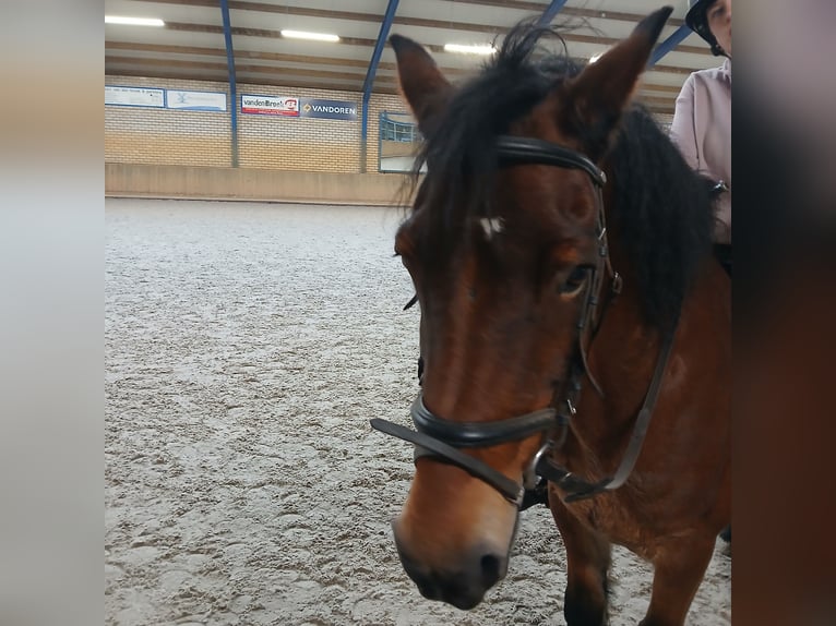 Welsh-D Ruin 13 Jaar 147 cm Bruin in Odiliapeel