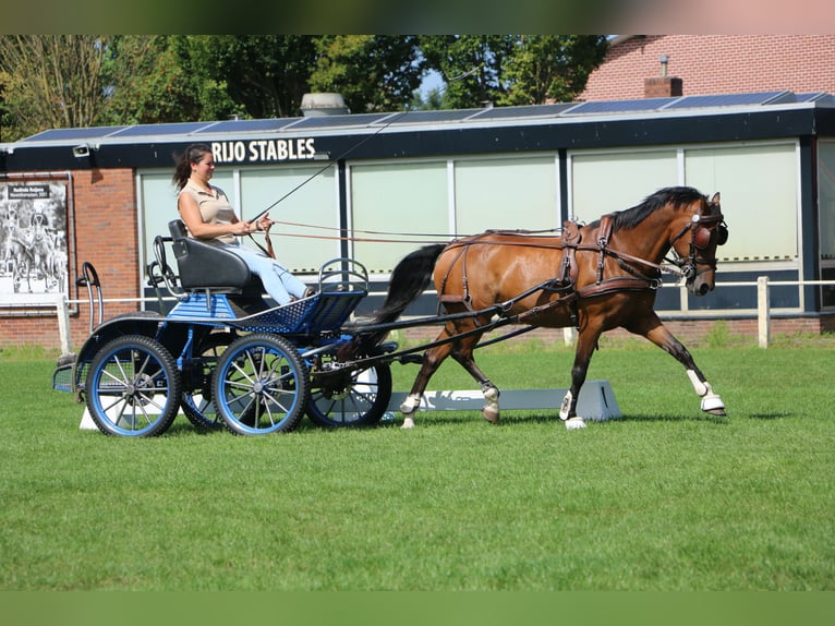 Welsh-D Ruin 13 Jaar 148 cm Bruin in Weert