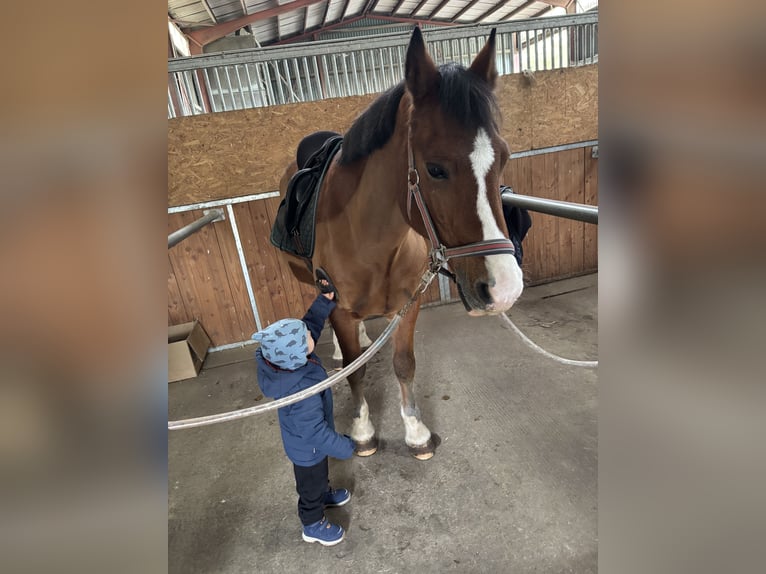 Welsh-D Ruin 13 Jaar 155 cm Donkere-vos in B&#xF6;blingen
