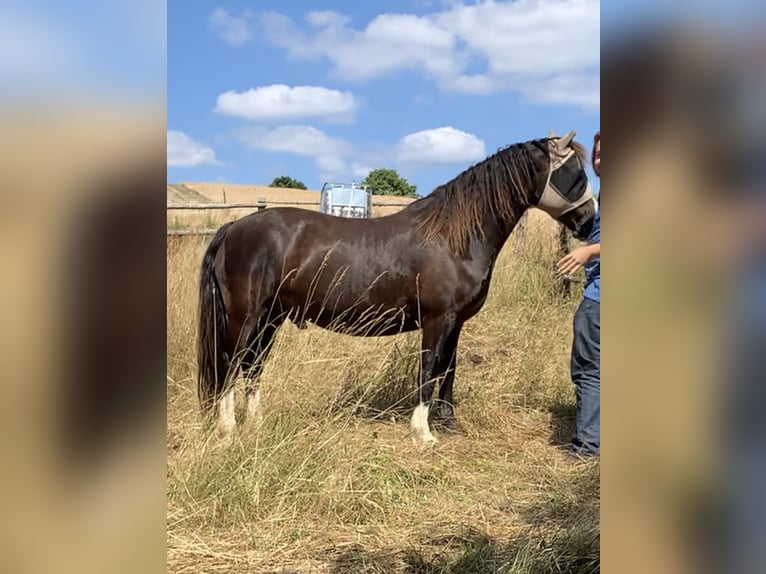 Welsh-D Ruin 14 Jaar 142 cm Zwartbruin in Bad Kreuznach