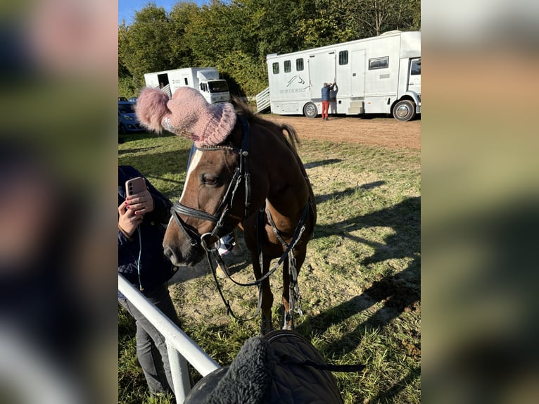 Welsh-D Ruin 14 Jaar 145 cm Donkere-vos in Trier