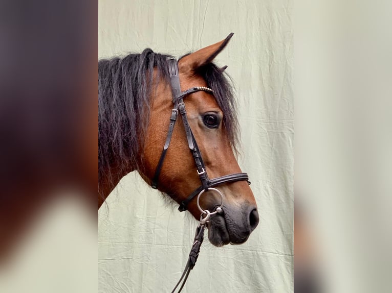 Welsh-D Ruin 14 Jaar 148 cm Bruin in Dortmund