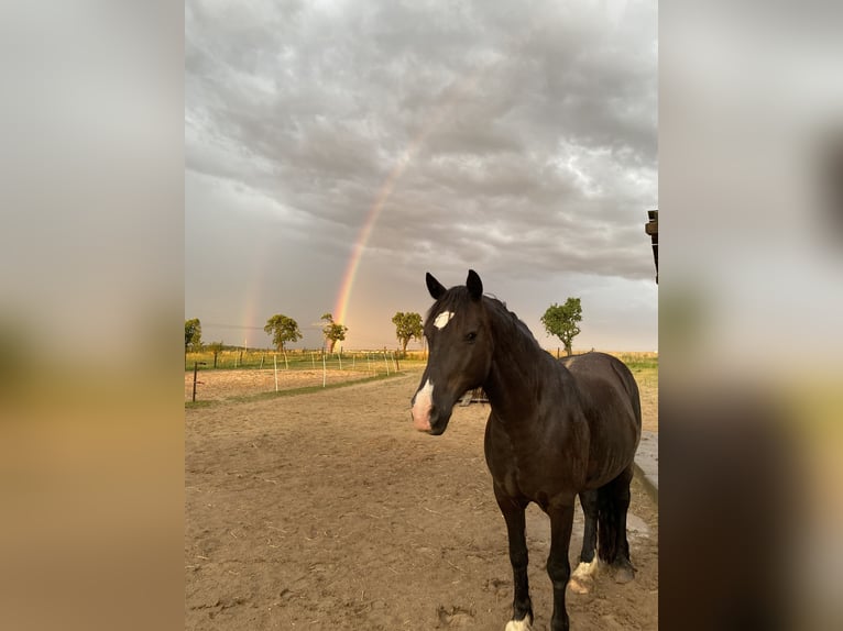 Welsh-D Ruin 14 Jaar 150 cm Zwart in Stahnsdorf