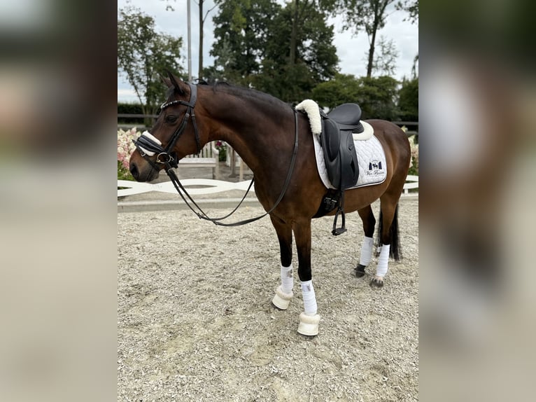 Welsh-D Ruin 15 Jaar 146 cm Bruin in Alem