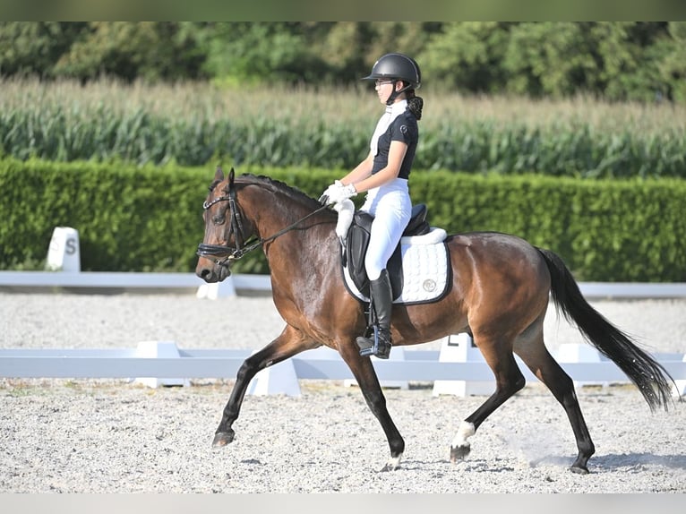 Welsh-D Ruin 15 Jaar 146 cm Bruin in Alem