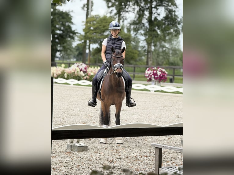 Welsh-D Ruin 15 Jaar 146 cm Bruin in Alem