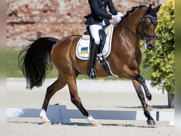 Welsh-D Ruin 15 Jaar 147 cm Roodbruin in Neu-Anspach