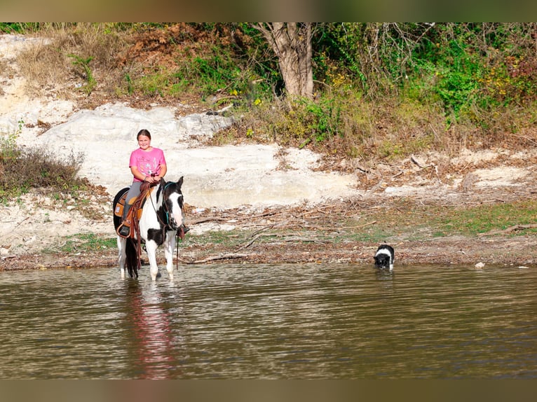 Welsh-D Ruin 16 Jaar 137 cm Gevlekt-paard in Forney