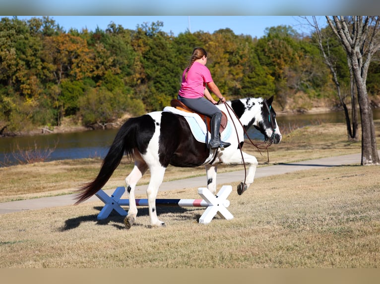 Welsh-D Ruin 17 Jaar 137 cm Gevlekt-paard in Forney