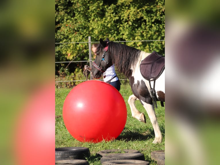 Welsh-D Mix Ruin 17 Jaar 143 cm Gevlekt-paard in Monsheim