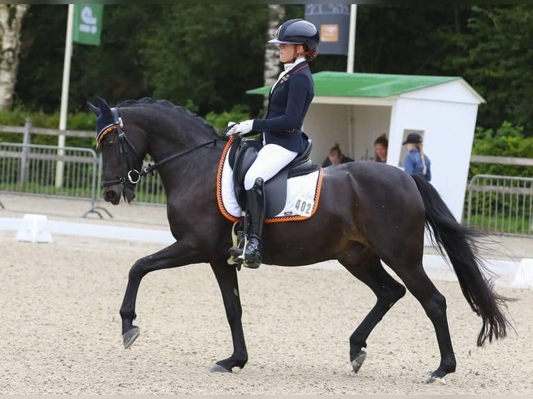 Welsh-D Ruin 17 Jaar 148 cm Zwartbruin in Boxtel