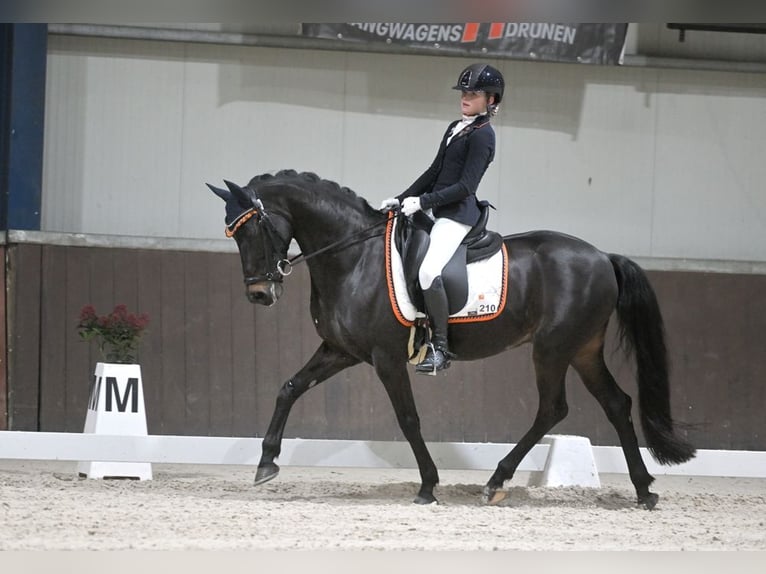 Welsh-D Ruin 17 Jaar 148 cm Zwartbruin in Boxtel