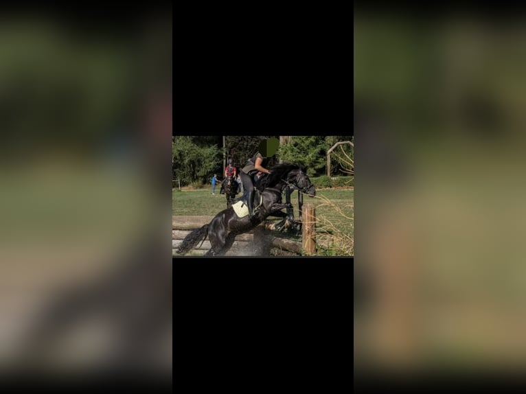 Welsh-D Ruin 17 Jaar 155 cm Zwart in Freisen