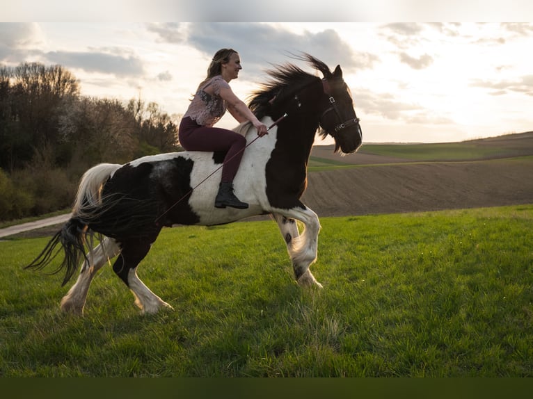 Welsh-D Mix Ruin 18 Jaar 143 cm Gevlekt-paard in Monsheim